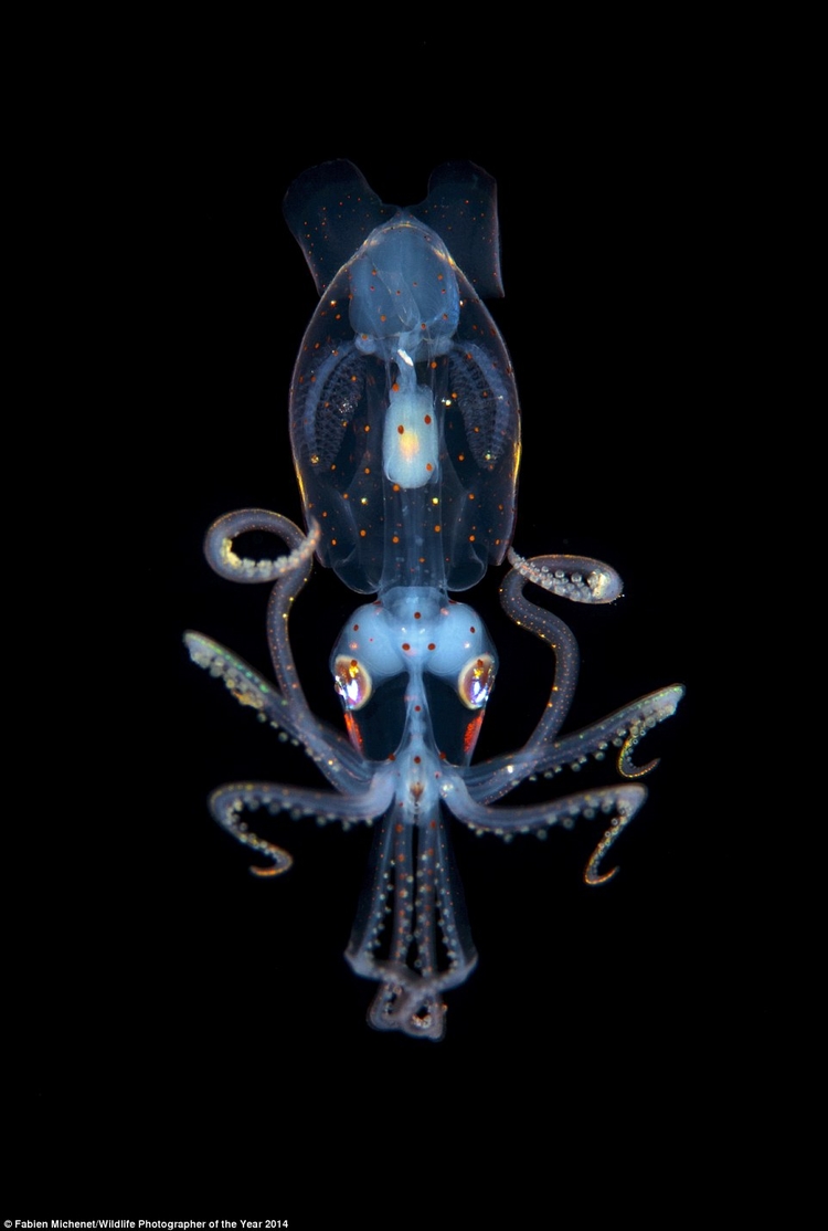 "Little squid, finalista kategorii "Zwierzęta podwodne", fot. Fabien Michenet, Francja